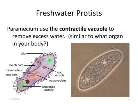 vacuoles are similar to what body organ